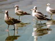 Seagulls in California