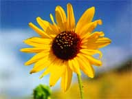 Sunflower in the Sun